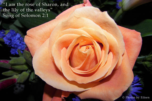 Solomon 2:1