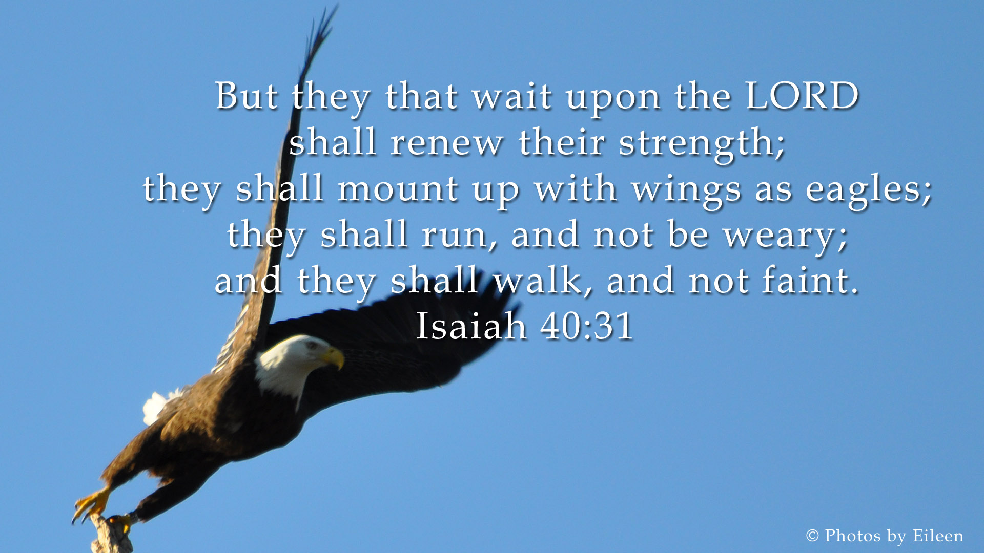 Isaiah 4031 KJV Mobile Phone Wallpaper  But they that wait upon the LORD  shall renew